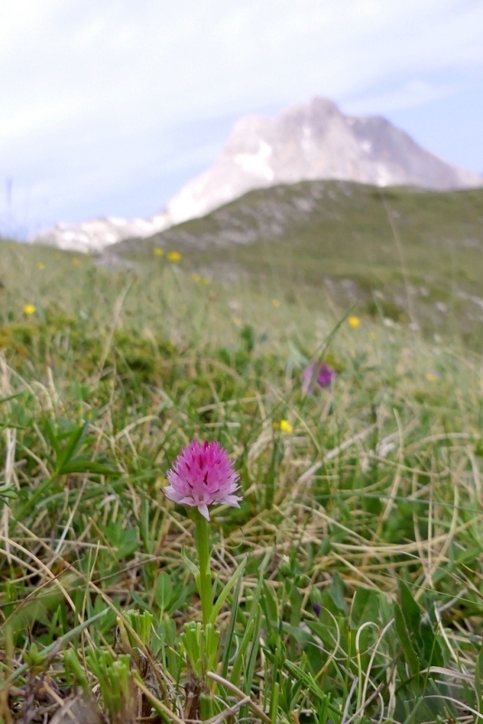 La Nigritella widderi nel Gran Sasso dItalia  luglio 2021.